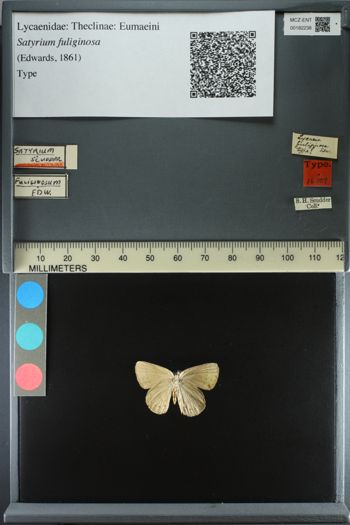 Media type: image;   Entomology 182238